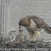 Baby Hawks! Live! Right Now!